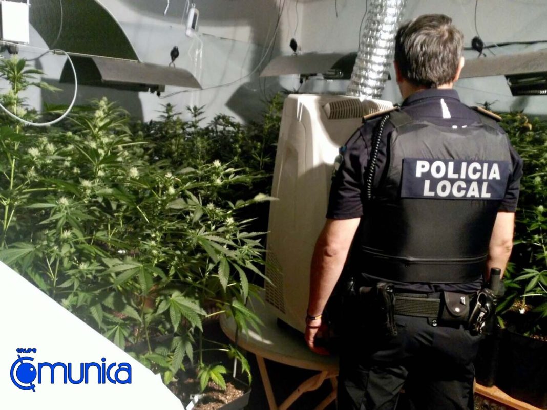 Policía, plantación marihuana