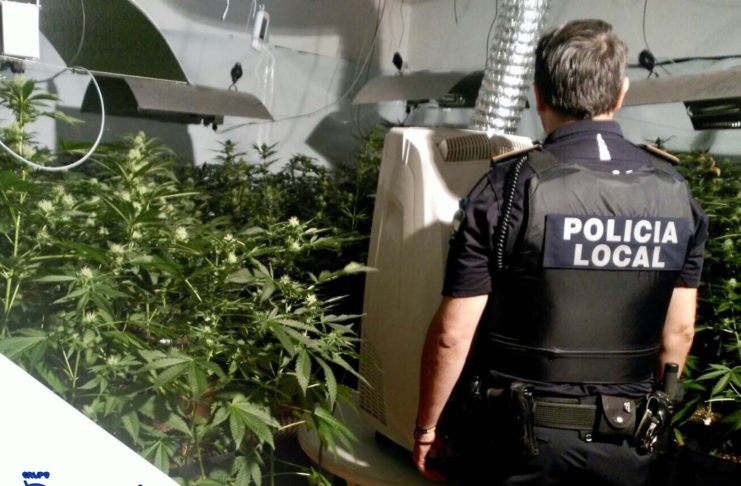 Policía, plantación marihuana