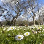 primavera-kRFD-U70961829238cYG-624×385@RC