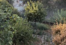 EGEMASA llevará a cabo durante este otoño una actuación de control y eliminación de cañaverales invasores