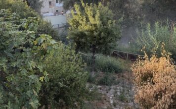 EGEMASA llevará a cabo durante este otoño una actuación de control y eliminación de cañaverales invasores